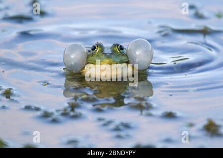 Grenouille des marais (Rana ridibunda) mâle avec des sacs vocaux gonflés. Bulgarie. Mai. Banque D'Images