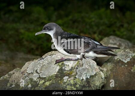 Manx shearwater (Puffinus puffinus) adulte, île Skomer, Pembrokeshire, pays de Galles de l'Ouest, Royaume-Uni, juillet. Banque D'Images