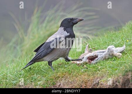 Vache à capuchon (Corvus cornix) adulte mâle qui a récupéré le lapin mort, Fetlar, Shetland, Royaume-Uni, juin. Banque D'Images