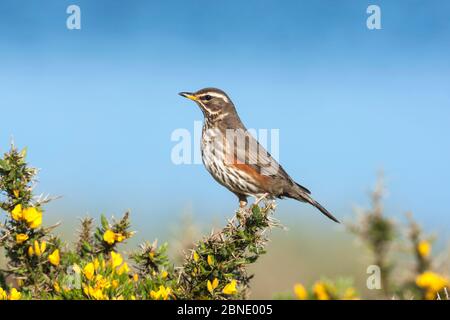 Redwing (Turdus iliacus) adulte perché sur la gorge, Uist, Hébrides extérieures, Écosse, Royaume-Uni, mai. Banque D'Images