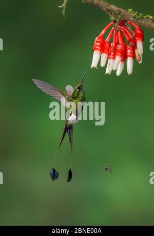 Colibri à queue de raquette (Ocreatus underwoodii melananthus) colibri adulte mâle volant pour se nourrir de la fleur,. Tandayapa, Équateur Banque D'Images