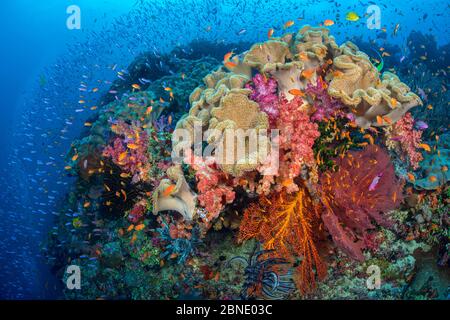 Scène de récif colorée avec coraux en cuir (Sarcophyton sp.), coraux mous (Dendronephthya sp.) Les poissons, y compris la slende magenta, et les poissons de mer (Melithea sp.) Banque D'Images