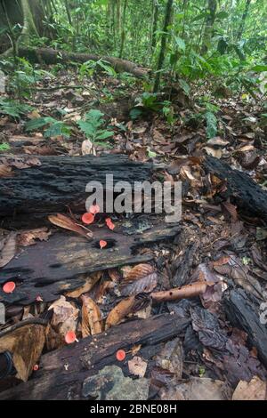 Champignons de la coupe (Cookenia sp) sur le fond de la forêt, Sabah, Bornéo. Banque D'Images