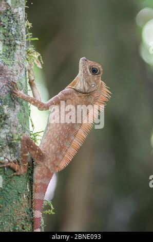 Borneo angle tête / long dragon forestier à crête (Gonocephalus bornensis) Vallée de Danum, Sabah, Bornéo. Banque D'Images