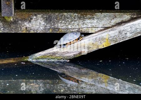 Un terrapin aux oreilles jaunes, baigné de soleil printanier sur une poutre en bois dans l'étang de la faune de Waterlow Park à Highgate, Londres, Royaume-Uni Banque D'Images