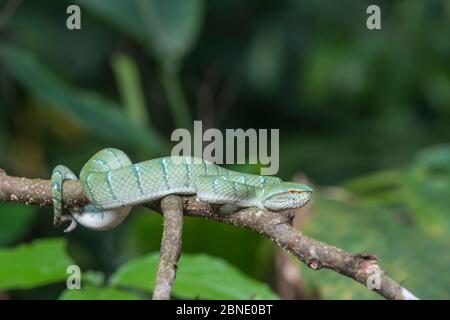 Vipère de la fosse de Wagler (Tropidolaemus wagleri) sur la branche, Sabah, Bornéo Banque D'Images