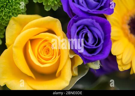 Bouquet de roses anglaises Banque D'Images
