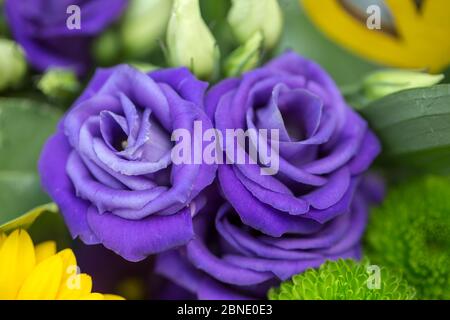 Bouquet de roses anglaises Banque D'Images