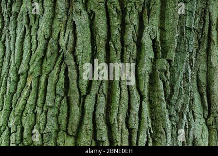 Détail de la texture de l'écorce sur le châtaigne à cheval (Aesculus hippocastanum) dans le champ près d'Upton Country Park, Dorset, Royaume-Uni, mai. Banque D'Images