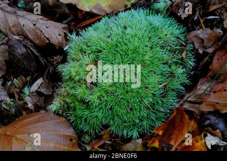 Mousse de coussin (Leucobryum glaucum) dans le bois de frêne Mark, New Forest, Hampshire, UK, septembre. Banque D'Images