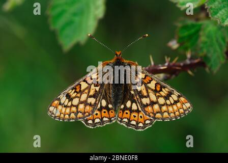 Papillon fritillaire de marais (Euphydryas aurina) au repos. Dorset, Royaume-Uni juin. Banque D'Images