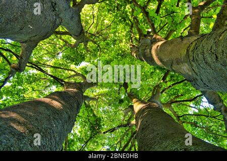 Vue vers le haut dans la végétation d'un grand arbre de Sycamore Acer pseudoplantus à la fin du printemps dans la douce lumière du soir Banque D'Images