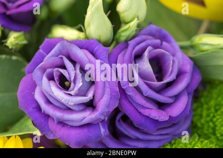 Bouquet de roses anglaises Banque D'Images