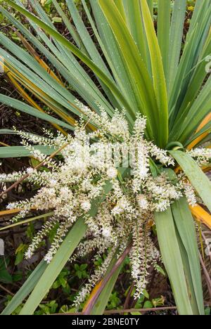 Chou de montagne (Cordyline indivisa) montrant des pointes de floraison, Norfolk, Angleterre. Juillet Banque D'Images