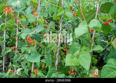 Haricot de course, 'Emperor de carlet' (Phaseolus coccineus) avec fleurs sur support de canne, Norfolk, Angleterre Royaume-Uni. Juillet Banque D'Images