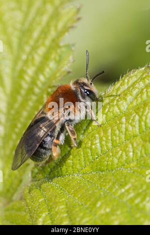 Abeille minière précoce (Andrena haemorrhoa) sur la feuille, cimetière Brockley, Lewisham, Londres, Angleterre, avril. Banque D'Images