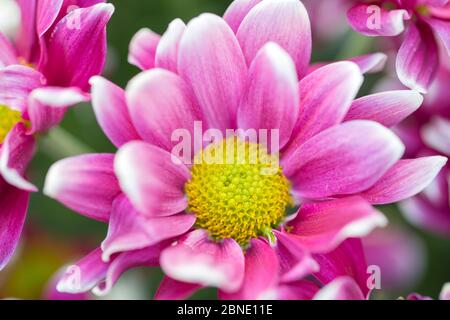 Bouquet de roses anglaises Banque D'Images