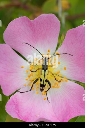 Le longicorne (Rutpela / Strangalia maculata) se nourrissant de la fleur de rose de chien, Hutchinson's Bank, New Addington, Londres, Angleterre, juin. Banque D'Images