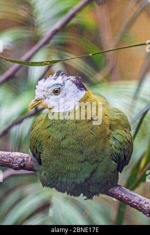 La colombe de fruits à naped noire mâle (Ptilinopus melanospila) perchée sur branche, en captivité, se trouve en Asie du Sud-est. Banque D'Images