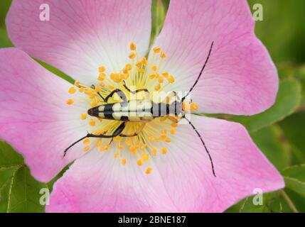 Le longicorne (Rutpela / Strangalia maculata) se nourrissant de la fleur de rose de chien, Hutchinson's Bank, New Addington, Londres, Angleterre, juin. Banque D'Images