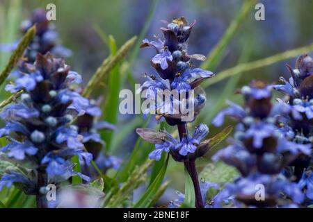 Bugle (Ajuga reptans) en fleur, ancienne forêt, Worcestershire, Angleterre, Royaume-Uni, mai. Banque D'Images