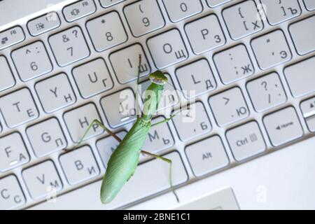 Métaphore de bogue d'ordinateur, grand vert mantis est sur un clavier d'ordinateur portable avec des lettres anglaises et russes, vue de dessus Banque D'Images