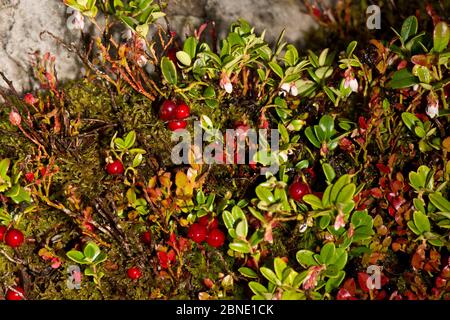 Canneberge sauvage (Vaccinium oxycoccos), fruits et fleurs et myrtille (Vaccinium myrtillus), qui poussent dans la réserve naturelle nationale Stiperstones, Shrop Banque D'Images