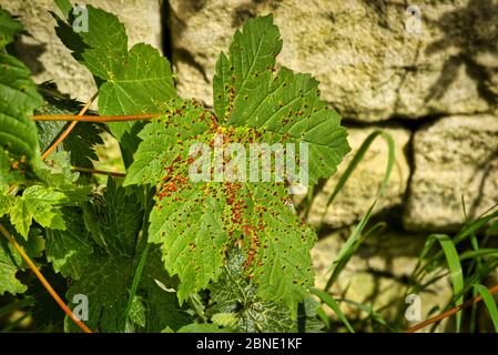 Boutons rouges sur une feuille de Sycamore Acer pseudoplantus causés par des dommages aux acariens de la Galle Banque D'Images