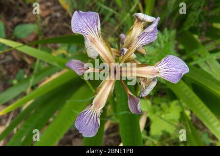Gros plan de la fleur de l'iris (Iris foetidissima), naturalisée dans le jardin, Herefordshire, Angleterre, Royaume-Uni, juillet. Banque D'Images