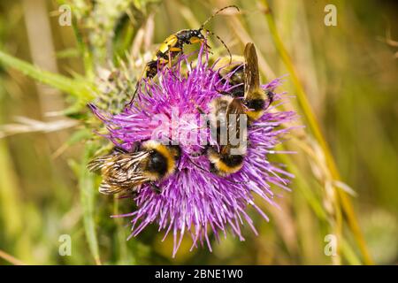 Trois Bumblebees de champ (Bombus campestris) et un coléoptère de longhorn tacheté (Rutpela maculata) sur le chardon de Spear (Cirsium vulgare), Ankerdine COM Banque D'Images