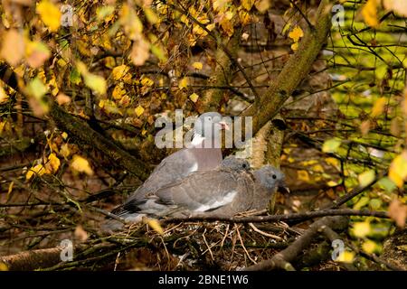 Pigeon en bois (Columba palumbus) paire et croûtes / poussins en nid, bouleau à roc (Betula pubescens), Herefordshire, Angleterre, Royaume-Uni, octobre. Banque D'Images