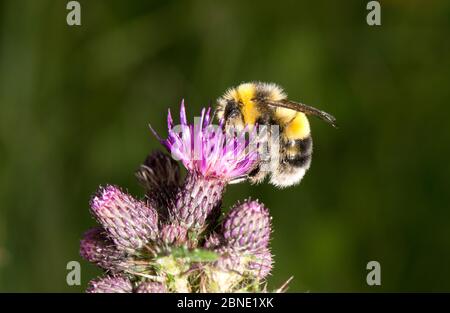 Bumblebee à queue blanche (Bombus lucurum) sur le marais Thistle (Cirsium palustre), Worcestershire, Angleterre, Royaume-Uni, août. Banque D'Images