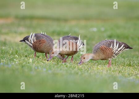 Trois canards sifflants en plumage (Dendrocygna eytoni) se nourrissant de petites herbes, Anderson Park, Tamatea, Napier, Hawkes Bay, Nouvelle-Zélande, septembre. Banque D'Images