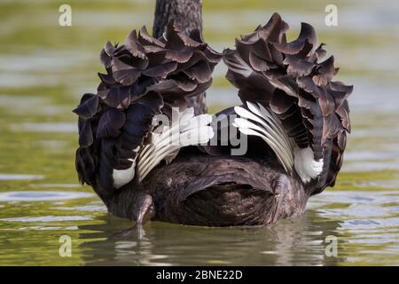 Vue arrière du cygne noir (Cygnus atratus) sur l'eau qui ronge ses ailes, montrant les plumes de vol blanches caractéristiques, Tamatea, Hawkes Bay, New Zeala Banque D'Images