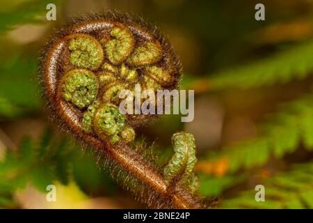Wheki / Fern d'arbre rugueux (Dicksonia squarrosa) frond unfuling, Ulva Island, Stewart Island, Nouvelle-Zélande, novembre. Banque D'Images