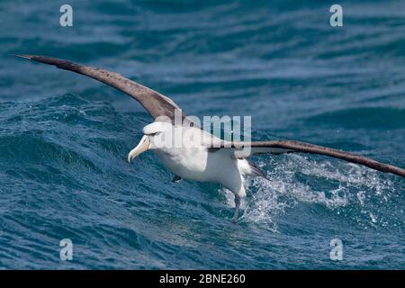 Albatros de Salvin (Thalassarche salvini), décollage de la surface de la mer, au large de Kaikoura, Canterbury, Nouvelle-Zélande, novembre, espèces vulnérables. Banque D'Images