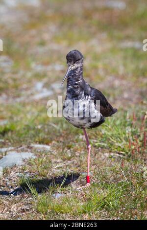 Jeune, le stilt noir (Himantopus novaezelandiae) debout sur une jambe, Glentanner, Canterbury, Nouvelle-Zélande, novembre, espèces en danger critique. Banque D'Images