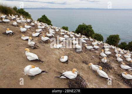 Partie de la colonie de reproduction du gannet Australasien du récif noir (Morus serrator), Cape Kidnappers, Hawkes Bay, Nouvelle-Zélande, novembre. Banque D'Images