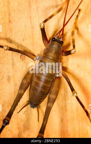 Vue rapprochée de Male Cave weta (Pachyrhamma sp), vue d'en haut, Boundary Stream, Hawkes Bay, Nouvelle-Zélande, novembre. Banque D'Images