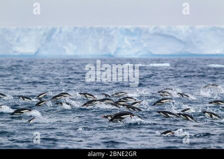 Manchots d'Adelie (Pygoscelis adeliae) et un manchot de Gentoo (Pygoscelis papouasie), île de Gourdin, péninsule antarctique, Antarctique, janvier. Banque D'Images