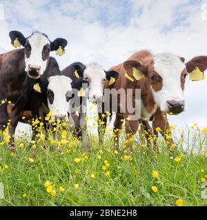 veaux dans la prairie printanière pleine de butterbutterbutterbups jaunes Banque D'Images