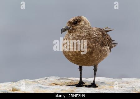 Brown skua (Antarctique de Catharacta) debout sur la roche, île des Bleakers, îles Falkland, Atlantique Sud, janvier. Banque D'Images