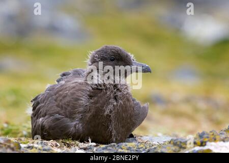 Brown skua (Stercorarius antarcticus), naissant assis sur terre, île Livingston, îles Shetland du Sud, Antarctique, janvier. Banque D'Images