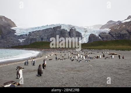Penguins royaux (Aptenodytes patagonicus) reposant sur la plage, glacier Bertrab en arrière-plan, Gold Harbour, Géorgie du Sud, Atlantique Sud, janvier. Banque D'Images