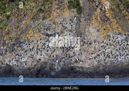 Les pingouins macaroni (Eudyptes chrysolophus) sur le rivage rocheux juste en dessous de leur colonie de reproduction, Elsehul, Géorgie du Sud, Atlantique Sud, janvier. Vulner Banque D'Images