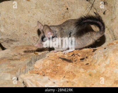 La souris de jardin asiatique femelle (Eliomys melanurus) sur roche, captive, se trouve au Moyen-Orient et en Afrique du Nord-est. Banque D'Images