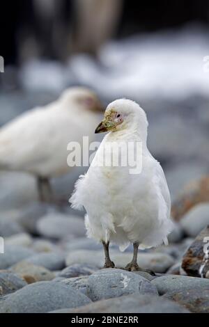 Bec de mouton enneigé (Chionis albus) debout sur des galets, Gold Harbour, Géorgie du Sud, Atlantique Sud, janvier. Banque D'Images