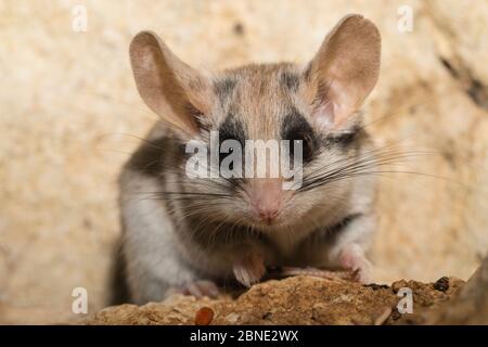 Portrait de la femelle asiatique de la souris de jardin (Eliomys melanurus), sur roche, captive, se trouve au Moyen-Orient et en Afrique du Nord-est. Banque D'Images