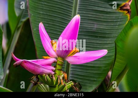 Gros plan de la fleur d'une plante de banane en fleur, espèce de plantes tropicales d'Australie Banque D'Images