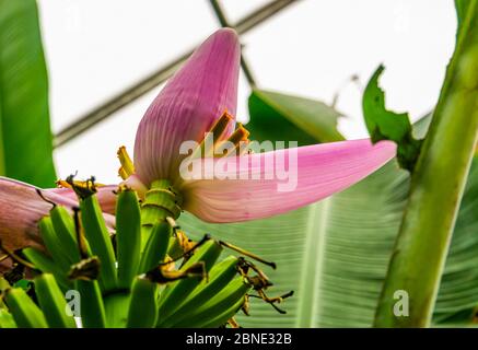 La fleur d'une plante de banane en gros plan, espèce de plantes tropicales de l'Australie Banque D'Images